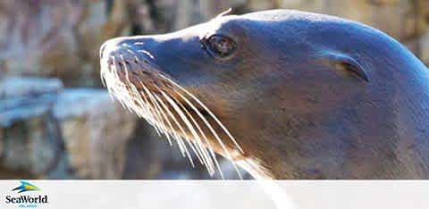 Close-up of a seal's profile against a rocky backdrop, with SeaWorld logo visible.