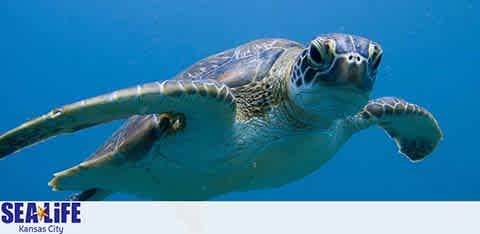 Image displays a sea turtle swimming gracefully in clear, blue water. The turtle's flipper is mid-stroke, eyes are open, observing its surroundings. The logo at the bottom reads 'SEA LIFE Kansas City'.