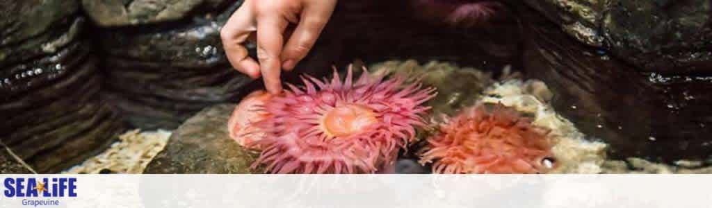 The image showcases a close-up interaction with vibrant sea anemones at a SEA LIFE center. A human hand gently touches one of the anemones displaying pinkish-red tentacles, set against a backdrop of wet rocks in an aquatic environment. The SEA LIFE logo is visible, indicating an educational or experiential setting encouraging marine exploration.