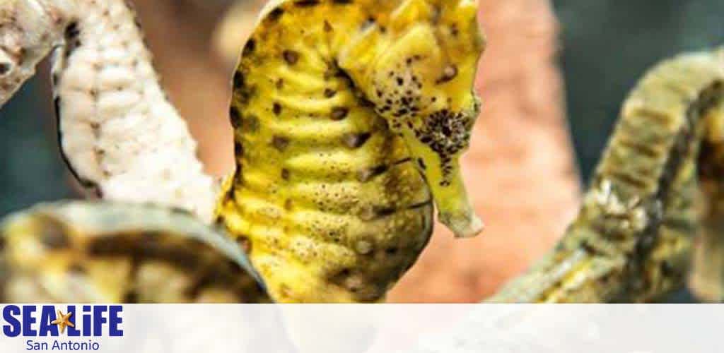 Close-up of a vibrant yellow seahorse with black spots clinging onto a white structure with its tail, set against a soft-focused background. The SEA LIFE San Antonio logo is visible in the bottom left corner.