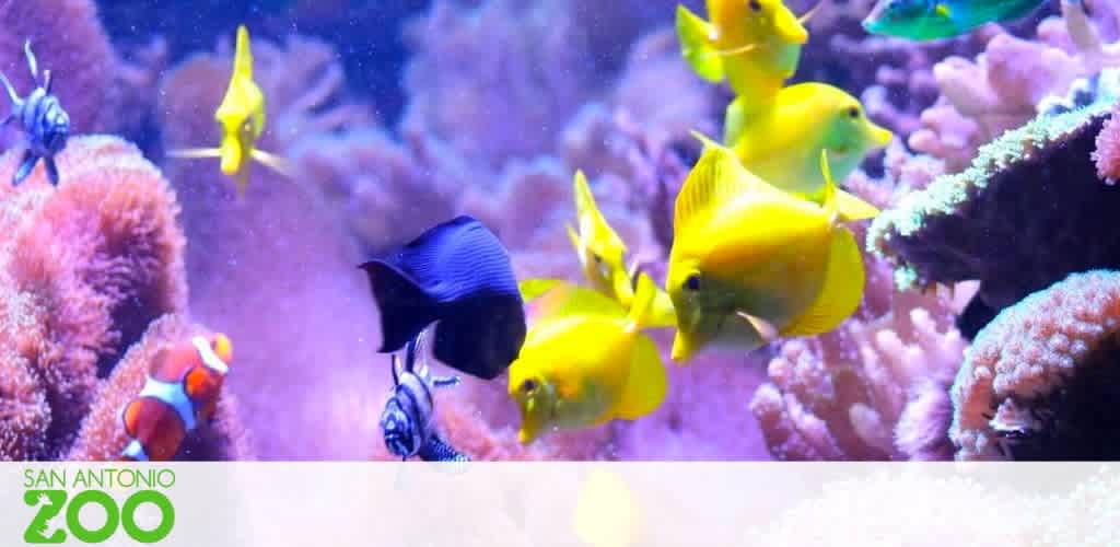 Vivid underwater scene at San Antonio Zoo showcasing a variety of tropical fish including bright yellow tangs and a royal blue tang among colorful corals. An orange clownfish adds a pop of contrasting color in the lower left.