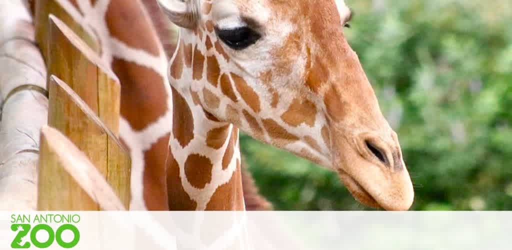 Image shows a close-up of a giraffe's head, its profile gracefully captured as it appears to lean over a wooden barrier. The giraffe's distinct pattern of tan patches and white lines are clear, contrasting with the lush greenery in the background. The San Antonio Zoo logo is visible at the bottom of the image.