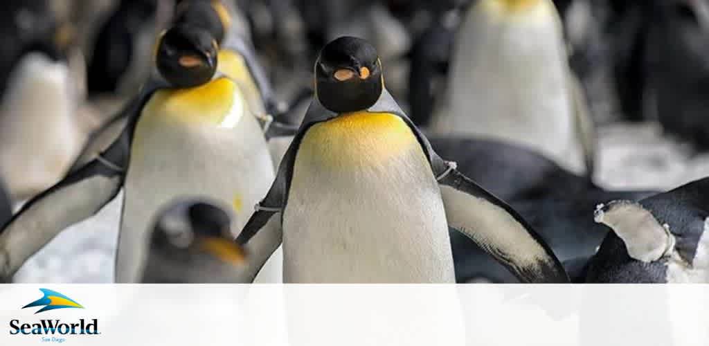 Image featuring a group of Emperor Penguins in varying focus. The foreground shows a close-up of one with distinct yellow and white markings on its chest and a black head with a white outline. In the background, numerous penguins appear, creating a pattern with their black and white bodies. The SeaWorld San Diego logo is at the bottom.