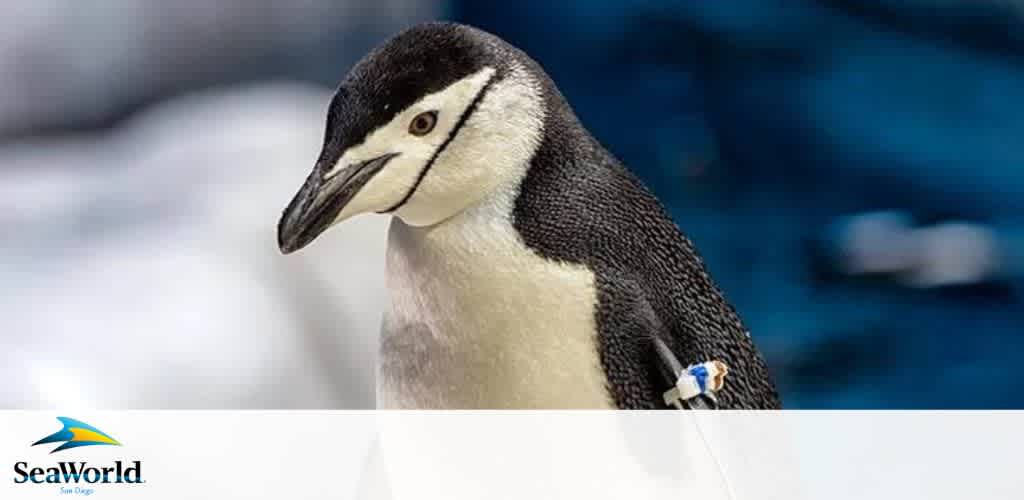 Image of a chinstrap penguin with a sharp, contrasting black and white plumage. It's looking to the side against a soft-focused background of blue and white, suggestive of a chilly, icy habitat. On its flipper, a small identification tag is visible. The SeaWorld logo with a leaping killer whale and the text San Diego are seen below the penguin.