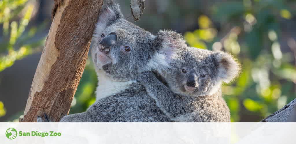 This image showcases a pair of koalas perched in a tree. The adult koala, with soft gray fur, is holding onto the tree while a younger koala leans against it. They are gazing forward with expressive eyes. Sunlight filters through the foliage, casting a warm glow on the scene. The San Diego Zoo logo is visible in the corner, indicating the photo's location.