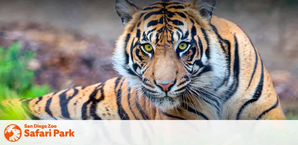 This image features a close-up of a majestic tiger staring intently towards the camera. The tiger has a coat with a pattern of black stripes over a vibrant orange and some white areas, characteristic of the species. The background is softly blurred, with hints of greenery and natural tones suggesting a lush habitat. This composition highlights the tiger's sharp gaze, detailed facial features, and the rich texture of its fur. In the upper left corner, there is a logo for the San Diego Zoo Safari Park, indicating that this image is associated with the park.

At FunEx.com, experience the thrill of seeing magnificent creatures like this tiger, and remember, we offer the lowest prices and great savings on tickets to make your visit even more enjoyable.