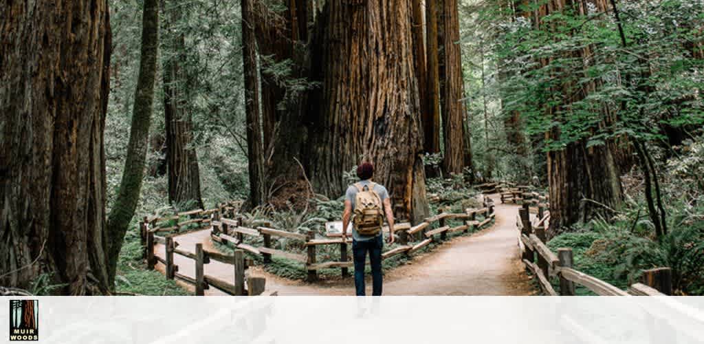 A person with a backpack walking through a forest of tall redwood trees on a wooden pathway.