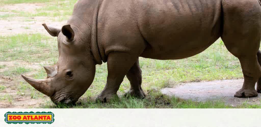 Image displays a rhinoceros in profile standing on grass at Zoo Atlanta. The animal’s skin is wrinkled, and it has two prominent horns with the larger one at the front. The background is blurred, highlighting the rhino as the focal point. The zoo's logo is visible in the lower-left corner.