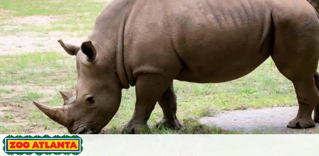 Image description: A large rhinoceros stands on grass with its head and two horns visible, the body extending to the right of the frame. Above, the logo 'Zoo Atlanta' with stylized animals and green stripes is present, suggesting the location is Zoo Atlanta.