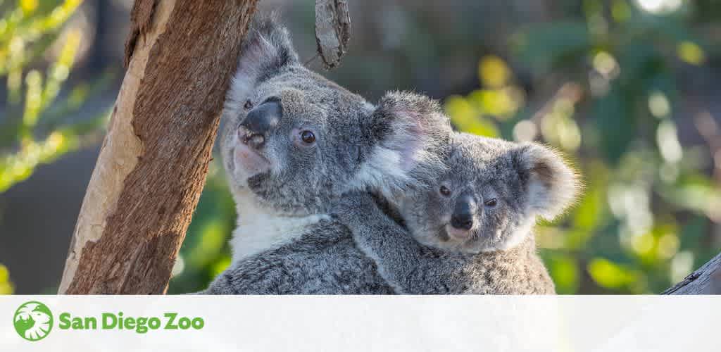 South America  San Diego Zoo Animals & Plants