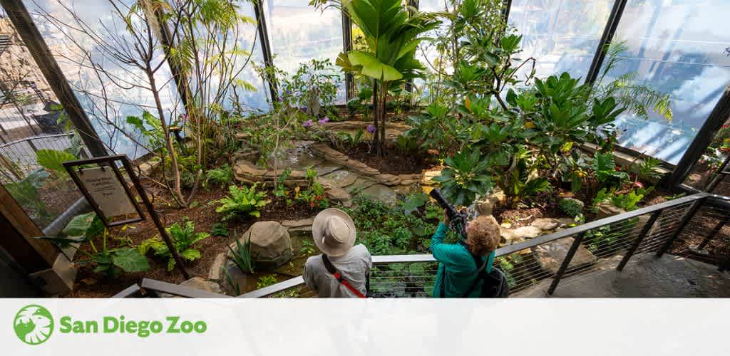 Image of the San Diego Zoo's lush indoor tropical habitat with visitors enjoying the view. The foreground shows a pathway bordered by diverse green plants and a person in a hat looking at the foliage. Another stands by the railing with binoculars, observing. The area is well-lit with natural light, creating a serene atmosphere.