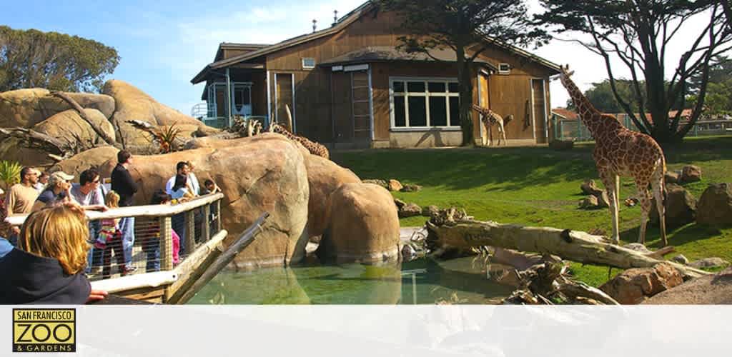 Visitors enjoy a sunny day at the San Francisco Zoo & Gardens, observing a giraffe near a waterhole. A wooden fence separates people from the spacious enclosure while a wooden building anchors the background amidst greenery and boulders.