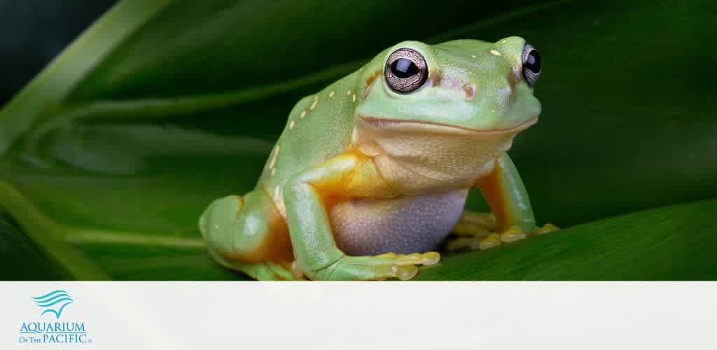 A vibrant green frog with smooth skin and dark, glistening eyes perches on a lush green leaf. Its underside transitions from yellow to pale, showing off the texture of its belly. The image features the Aquarium of the Pacific logo on the lower left side.