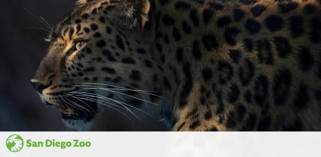 Image displays a close-up side profile of a leopard from the San Diego Zoo. The majestic feline's facial features are detailed, highlighting its sharp gaze and distinctive spotted fur pattern. Below is the zoo's logo.