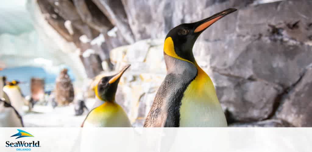 Penguins at a simulated icy exhibit at SeaWorld Orlando.