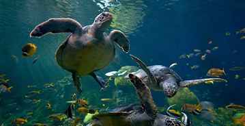 SeaWorld Orlando