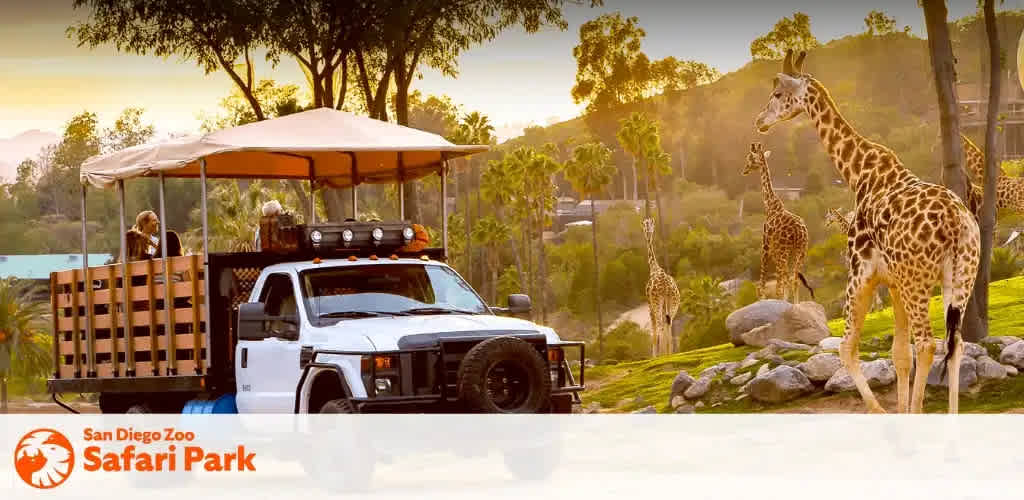 A safari truck with a canopy drives through a grassy area with several giraffes nearby. The sun is setting, casting a warm glow over the scene. Visitors in the back of the truck are observing the giraffes. Tall trees and rolling hills are in the background, creating a natural and serene environment. The image is part of the San Diego Zoo Safari Park experience, highlighting outdoor wildlife interaction.