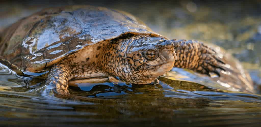 A close-up of a turtle partially submerged in water. The turtle has a textured, mottled shell and patterned skin. It is surrounded by gently rippling water, reflecting the sunlight. The turtle appears calm and serene, with its body mostly above the water's surface as it moves slowly. The background is softly blurred, emphasizing the turtle's detailed features.