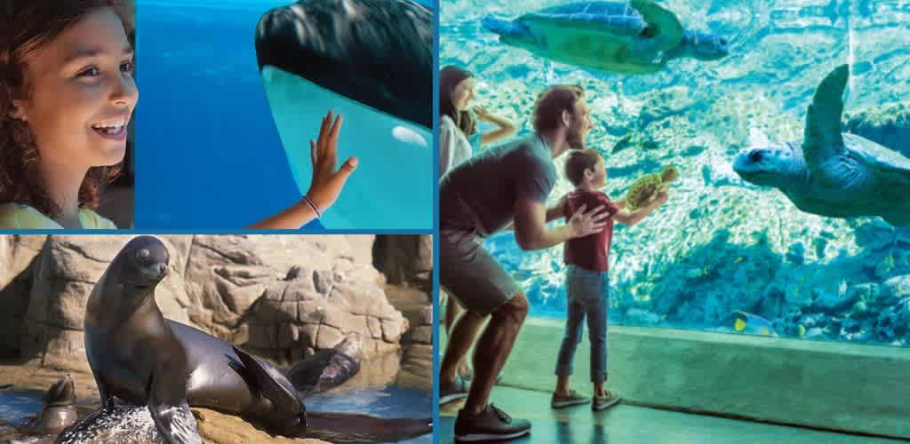A young girl smiles as she interacts with a dolphin through a glass tank. A family, including a child holding a toy turtle, marvels at sea turtles swimming in a large aquarium. In another scene, a sea lion sits on a rock in an outdoor enclosure, basking in the sun.