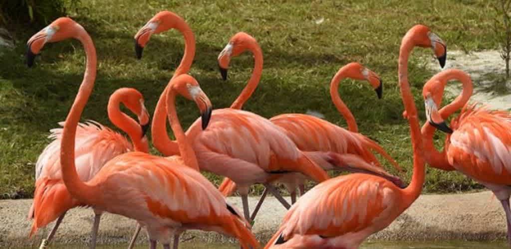 A group of vibrant flamingos with striking pink feathers stand near a pond. Their long necks curve elegantly as they interact with each other on lush green grass. The image captures the natural beauty and social behavior of these unique birds in their tranquil habitat, offering a glimpse into their graceful movements and vivid coloring.
