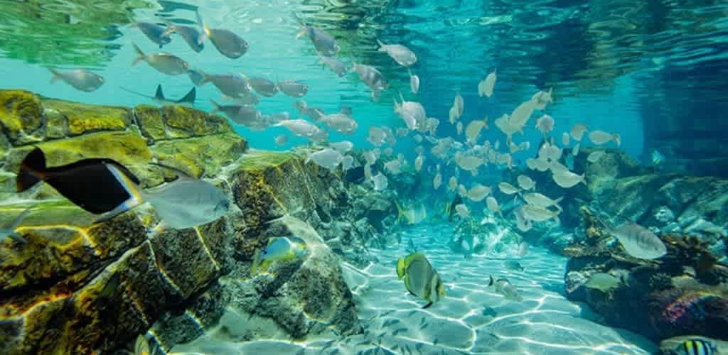 A vibrant underwater scene with a variety of fish swimming near rocky formations. The water is clear, revealing colorful fish and textured rocks. Sunlight filters through the water, creating shimmering patterns on the sandy bottom. A peaceful and lively aquatic habitat.