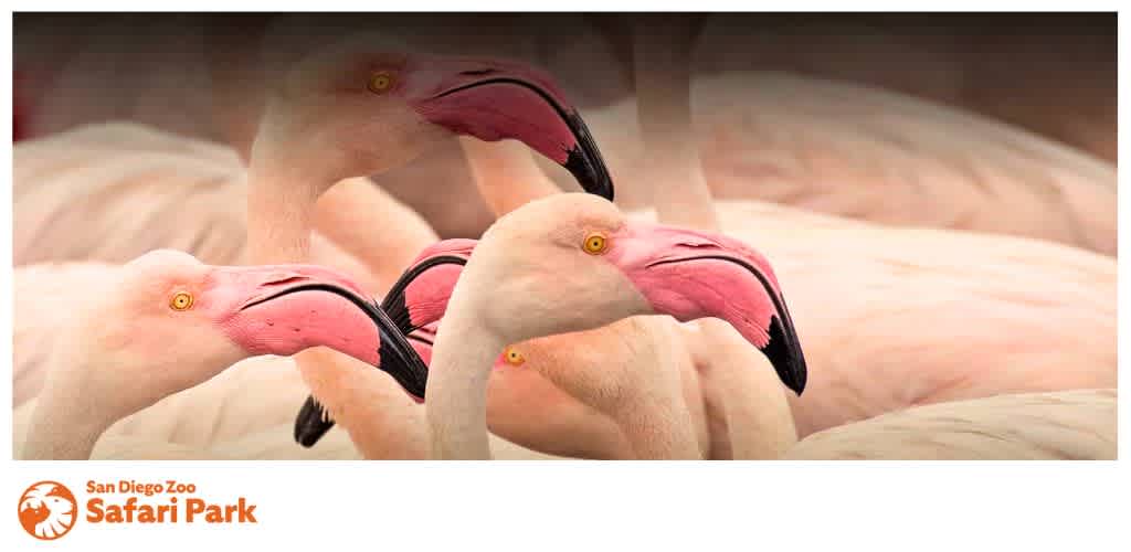 Close-up of a group of pink flamingos with distinct black markings on their beaks.