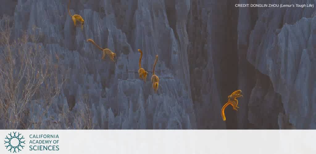 Lemurs leaping over jagged limestone formations in Tsingy de Bemaraha.