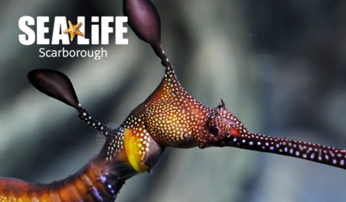 Sea Life Scarborough