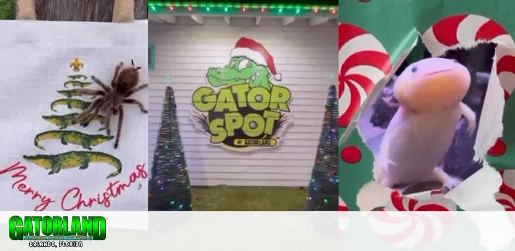 Collage of a tarantula on a Christmas cloth, a 