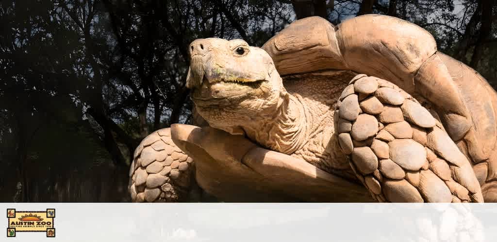 Close-up of a large animal sculpture of a tortoise with detailed textured shell and skin, set outdoors against a backdrop of trees.