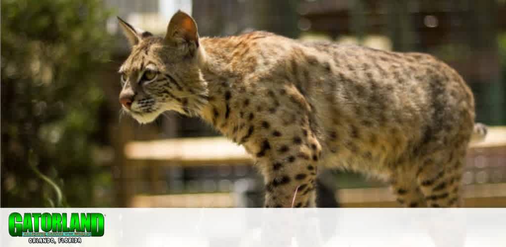 A bobcat with spotted fur standing in an enclosure at Gatorland, Orlando, Florida.
