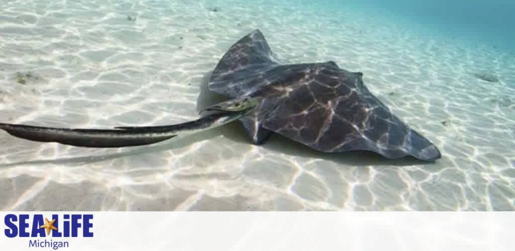 A stingray swimming over a sunlit, sandy ocean floor.