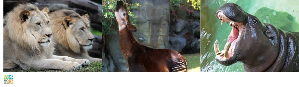 Two lions lying down, a sitting okapi, and a hippopotamus with mouth wide open in water