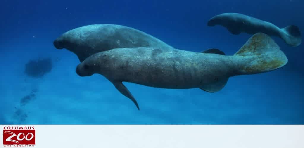 Three manatees swimming underwater with a Columbus Zoo and Aquarium logo in the corner.