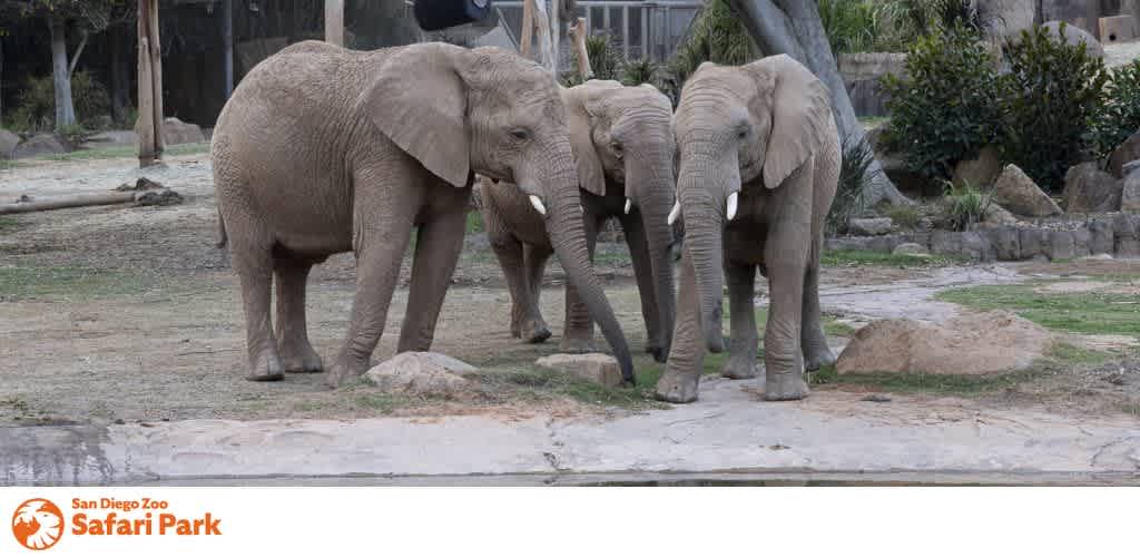 Three elephants standing together in a zoo enclosure with the San Diego Zoo Safari Park logo in the corner.