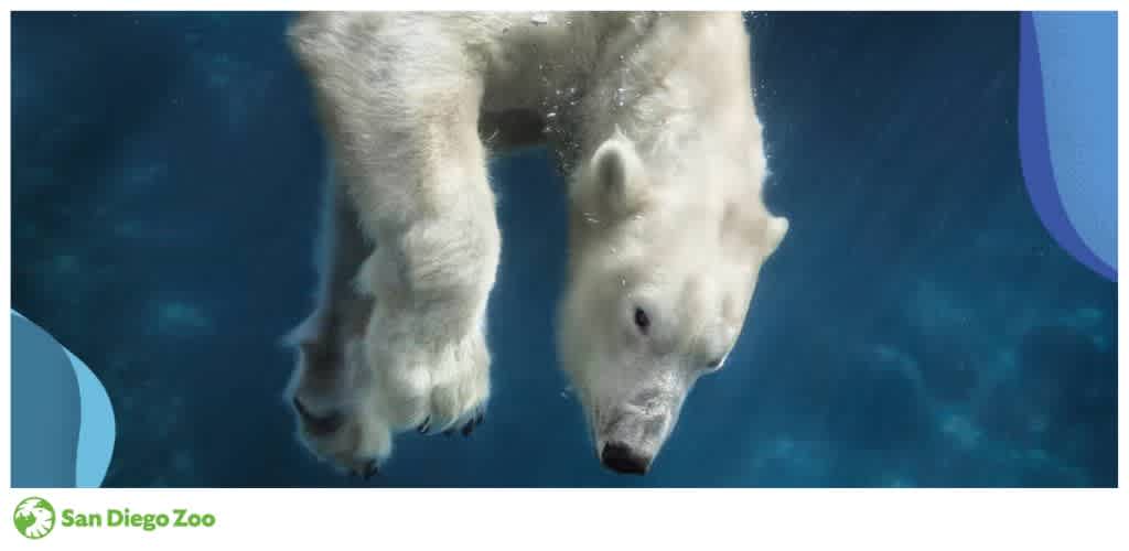 Polar bear swimming underwater with the San Diego Zoo logo in the corner.