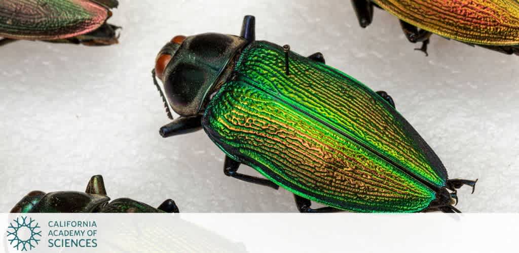 A metallic green and gold beetle on a white surface with other similar beetles partially visible.