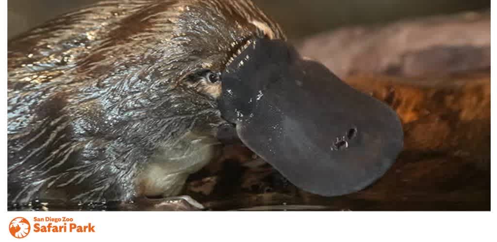 Close-up of a platypus with its bill partially submerged in water, alongside the San Diego Zoo Safari Park logo.