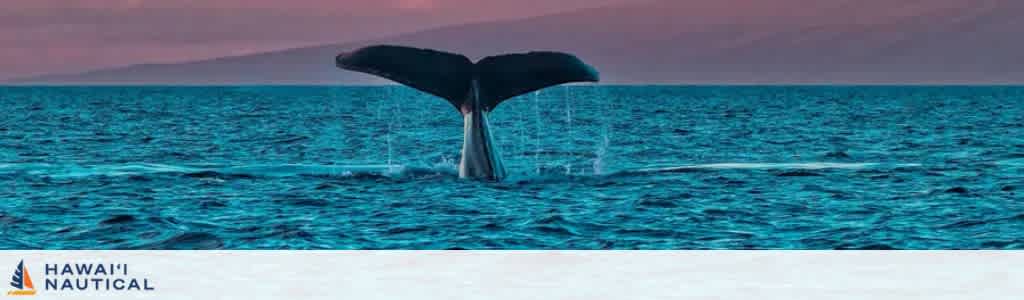 A whale tail emerges from the ocean at sunset with a colorful sky in the background.
