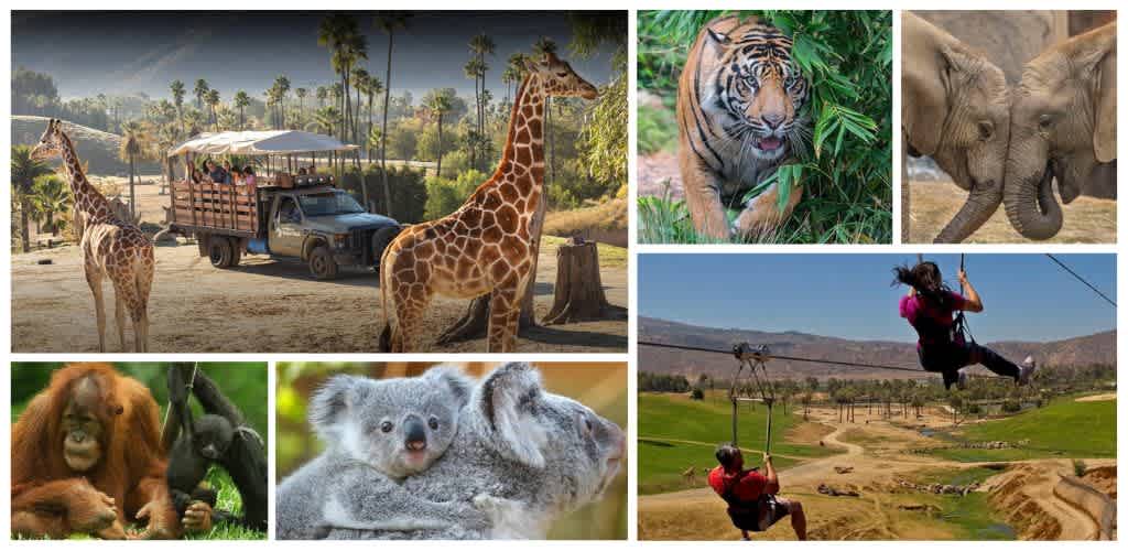Images of giraffes on a safari, a tiger in the wild, elephants, a child on a zip line, a gorilla with a baby, a koala, and a person swinging over a canyon.