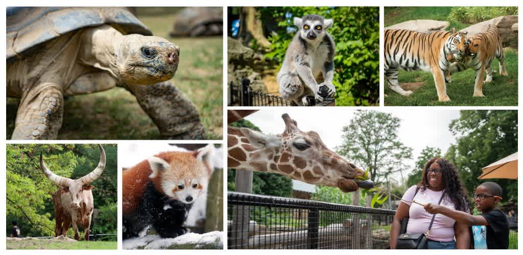 Children and adults enjoy viewing and feeding various animals including a tortoise, lemur, tiger, giraffe, and fox at a zoo or wildlife park.