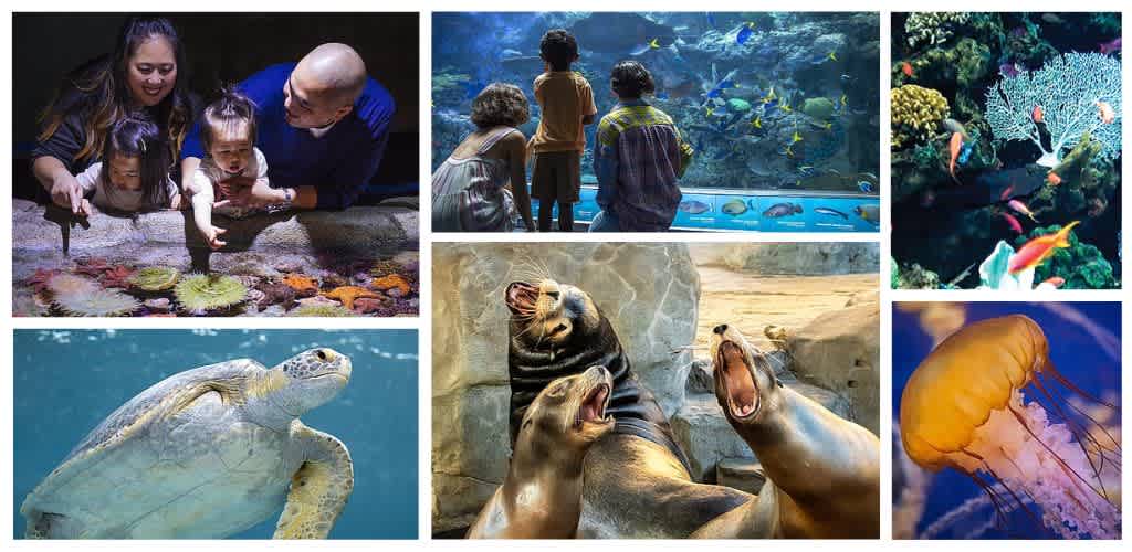 Group of children and adults exploring marine life, observing fish, sea turtles, and sea animals at an aquarium exhibit.
