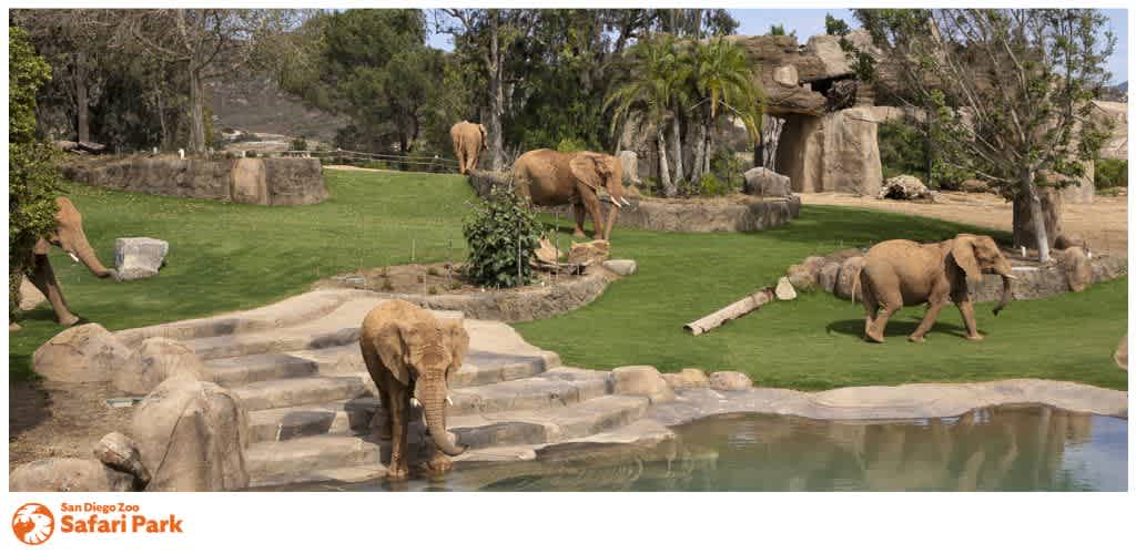 Elephants in a zoo safari park habitat with a pond and greenery.