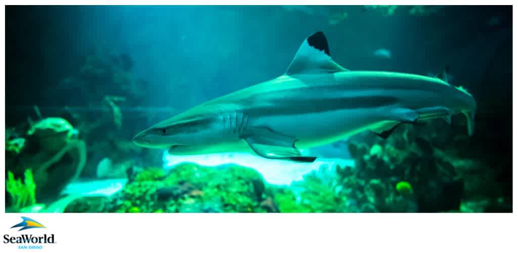 Shark swimming in an aquarium with SeaWorld San Diego logo visible.