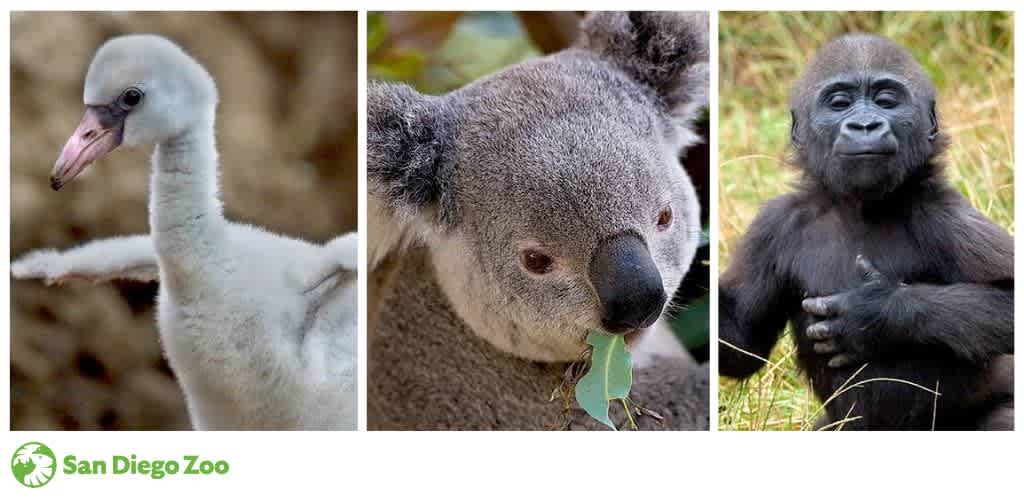 A flamingo chick, a koala eating eucalyptus leaves, and a young gorilla in grass, with the San Diego Zoo logo below.