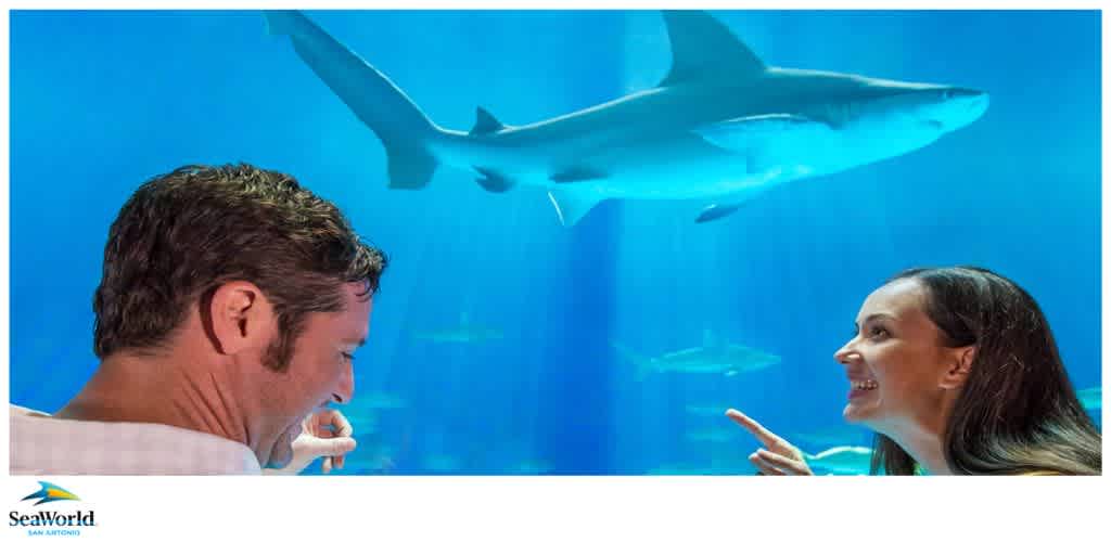 Two people observing a shark swimming in an aquarium at SeaWorld San Antonio.