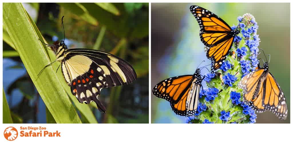 A butterfly on a leaf and three monarch butterflies on blue flowers, with the San Diego Zoo Safari Park logo.