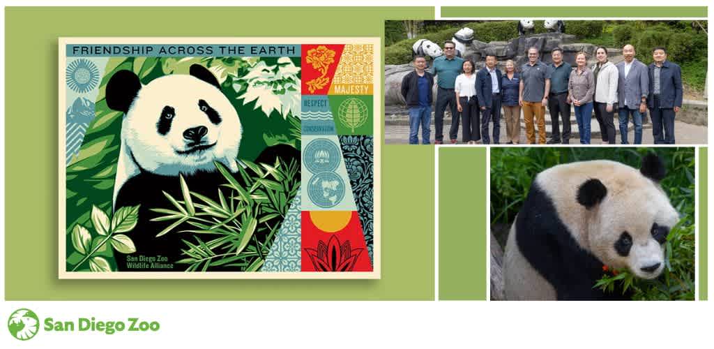 Collage with a panda poster, people posing with panda statues, and a close-up of a panda.