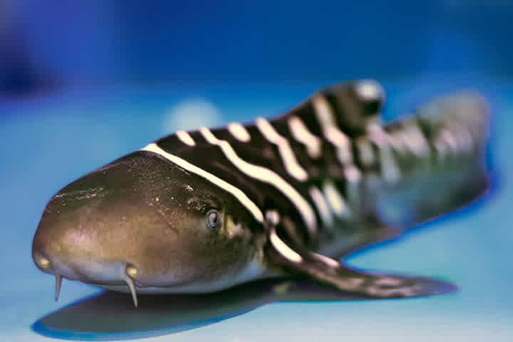Interactive ocean exhibits at Aquarium of the Pacific