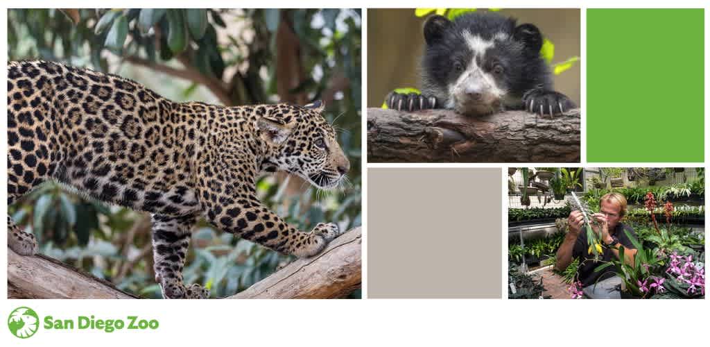 A collage of a leopard, an Andean bear, a horticulturist with plants, and blocks of green and taupe, with the San Diego Zoo logo.